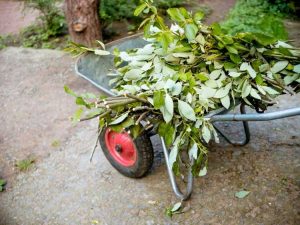 Lire la suite à propos de l’article Pouvez-vous composter les déchets de jardin – Façons de composter les déchets de jardin