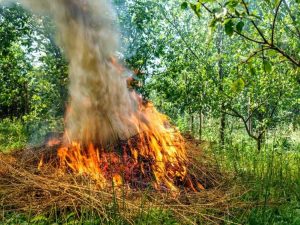 Lire la suite à propos de l’article Pourquoi brûler des feuilles et des broussailles n'est pas une bonne idée