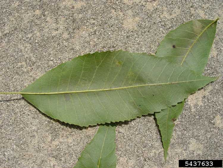 You are currently viewing Brûlure bactérienne des feuilles de noix de pécan : traiter la brûlure bactérienne des feuilles de noix de pécan