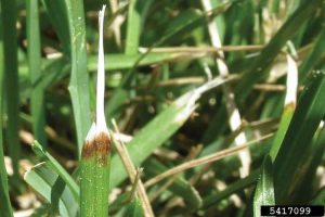 Lire la suite à propos de l’article Symptômes de la brûlure du gazon : comment traiter la brûlure des feuilles ascochyta sur les pelouses