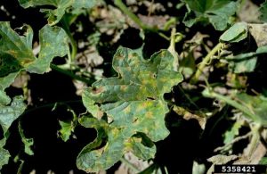 Lire la suite à propos de l’article Contrôle des taches foliaires alternariennes de la pastèque – Traitement de la brûlure des feuilles des cultures de pastèque