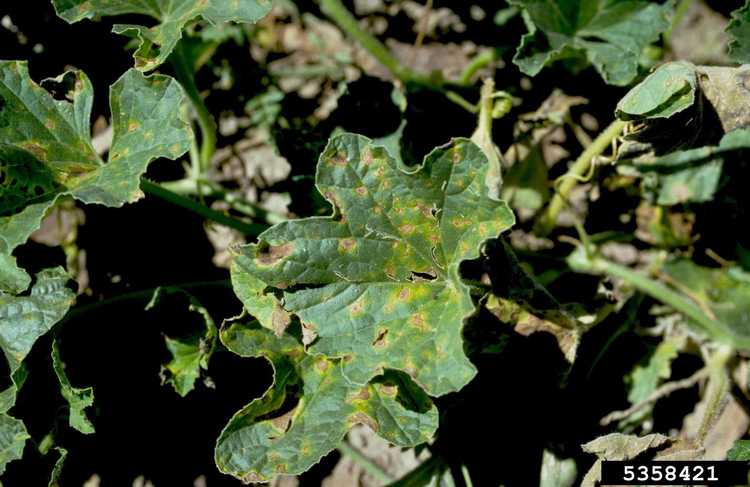 You are currently viewing Contrôle des taches foliaires alternariennes de la pastèque – Traitement de la brûlure des feuilles des cultures de pastèque