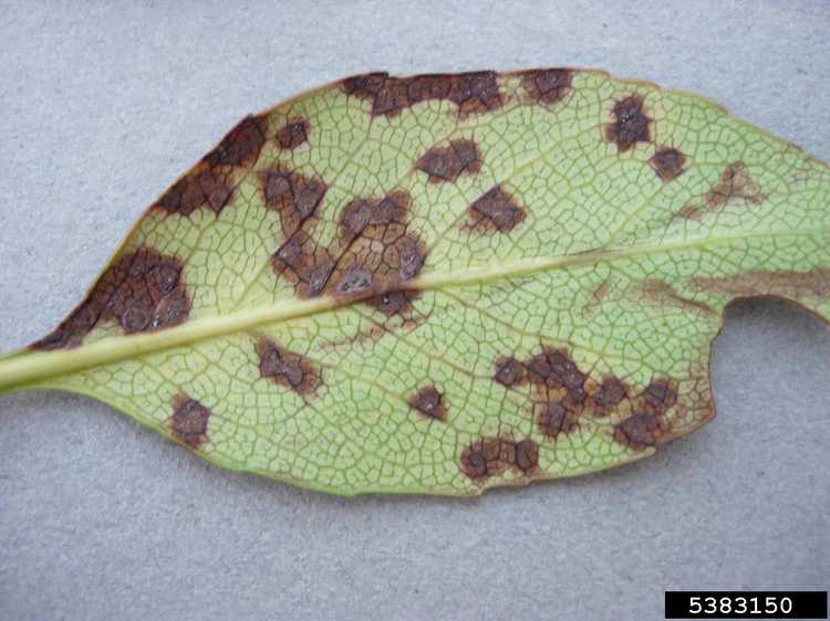 You are currently viewing Les feuilles de coing deviennent brunes – Traiter un coing avec des feuilles brunes