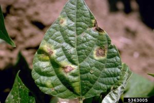 Lire la suite à propos de l’article Maladies bactériennes des haricots : contrôler la brûlure bactérienne courante des haricots