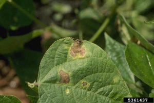 Lire la suite à propos de l’article Brûlure bactérienne du pois : Comment reconnaître la brûlure bactérienne des pois