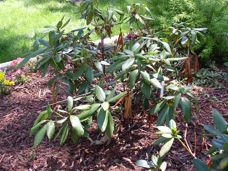 You are currently viewing Feuilles de rhododendrons brûlées : brûlure environnementale des feuilles sur les rhododendrons