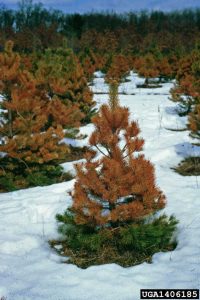 Lire la suite à propos de l’article Qu'est-ce que les brûlures hivernales : comment prendre soin des brûlures hivernales chez les conifères