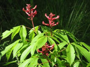 Lire la suite à propos de l’article Arbres Buckeye rouges: conseils pour prendre soin des Buckeyes rouges nains