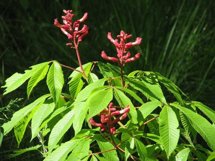 You are currently viewing Arbres Buckeye rouges: conseils pour prendre soin des Buckeyes rouges nains