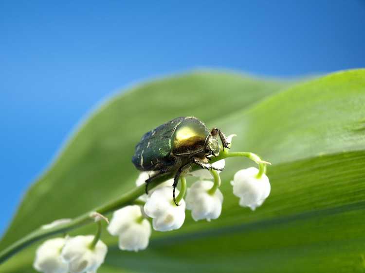 You are currently viewing Ravageurs du muguet : insectes et animaux qui mangent les plantes du muguet