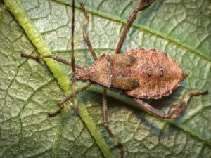 Lire la suite à propos de l’article Contrôler les bugs de courge – Comment se débarrasser des bugs de courge