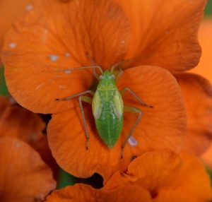 Lire la suite à propos de l’article Traitement des punaises de la capside – Gestion des punaises de la capside dans les jardins