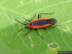 Lire la suite à propos de l’article Garden Phlox Bugs – Comment tuer les insectes Phlox dans le jardin