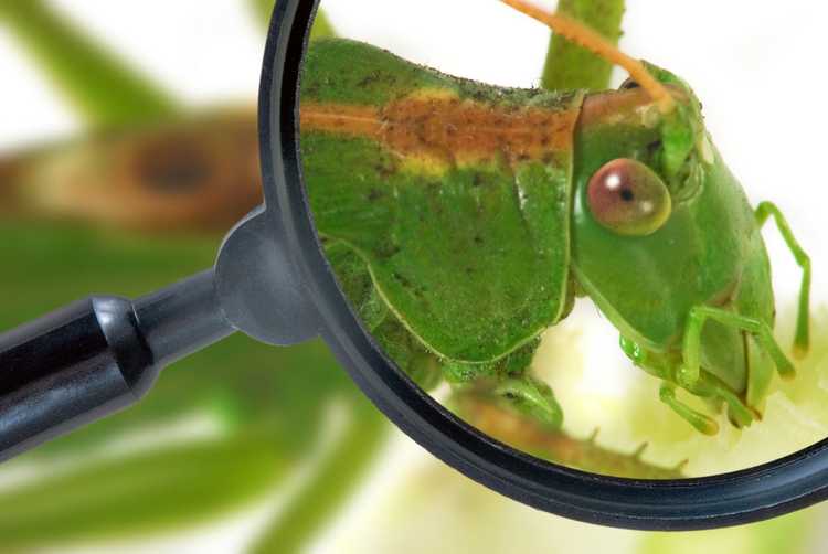 You are currently viewing De quel bug s'agit-il – Conseils de base pour identifier les ravageurs du jardin