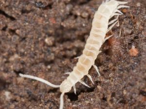 Lire la suite à propos de l’article Garden Symphylan – Petits insectes ressemblant à des vers blancs dans le sol