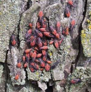 Lire la suite à propos de l’article Que sont les bogues Boxelder et à quoi ressemblent les bogues Boxelder