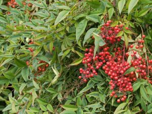 Lire la suite à propos de l’article Alternatives natives au Nandina : plantes de remplacement du bambou céleste