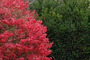 Lire la suite à propos de l’article En savoir plus sur l'entretien du buisson ardent – Comment faire pousser une plante de buisson ardent