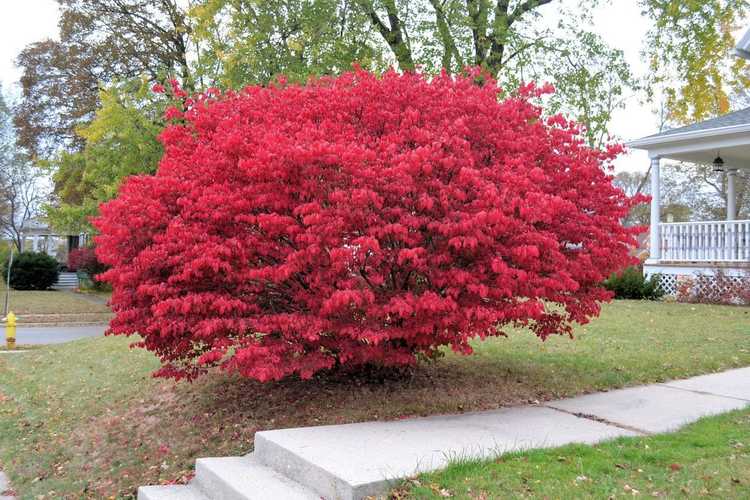 You are currently viewing Pourquoi le buisson ardent ne devient-il pas rouge – Raisons pour lesquelles un buisson ardent reste vert