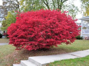 Lire la suite à propos de l’article Le buisson ardent est-il mauvais ? Conseils pour contrôler les buissons ardents dans les paysages