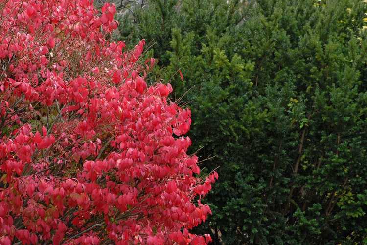 You are currently viewing En savoir plus sur l'entretien du buisson ardent – Comment faire pousser une plante de buisson ardent