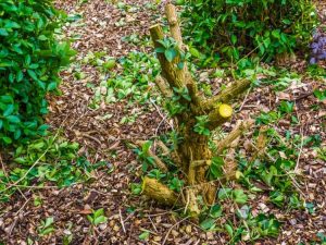 Lire la suite à propos de l’article Mon buisson aux papillons a l'air mort – Comment faire revivre un buisson aux papillons