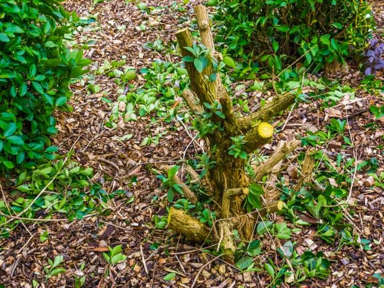 You are currently viewing Mon buisson aux papillons a l'air mort – Comment faire revivre un buisson aux papillons