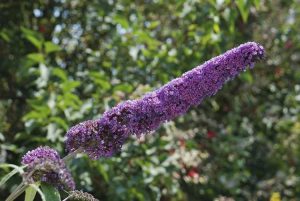 Lire la suite à propos de l’article Mon buisson à papillons ne fleurit pas – Comment faire fleurir un buisson à papillons