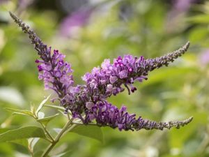 Lire la suite à propos de l’article L'arbuste aux papillons a des taches brunes sur les feuilles : correctifs pour les feuilles de Buddleia avec des taches