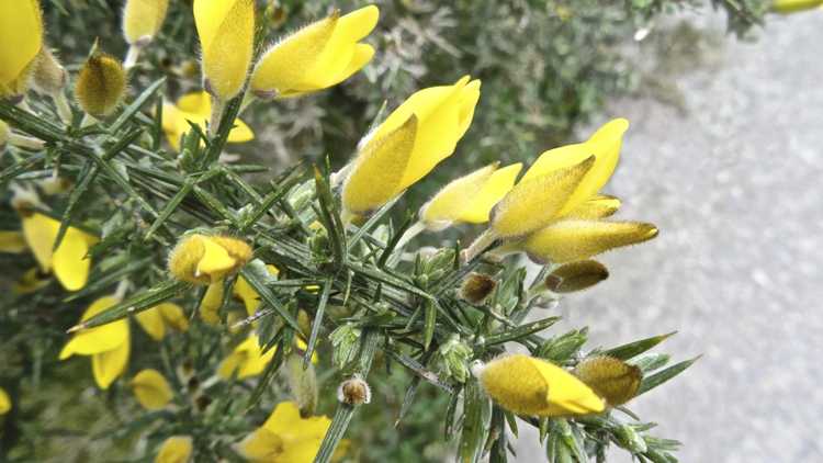 You are currently viewing Faits sur Gorse Bush – Conseils sur le contrôle des ajoncs dans les paysages