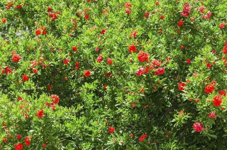 You are currently viewing Taille des coings à fleurs : conseils pour tailler un coing à fleurs