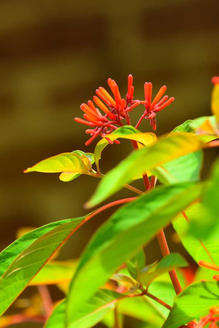 You are currently viewing Entretien des conteneurs Firebush : pouvez-vous cultiver du Firebush dans un pot