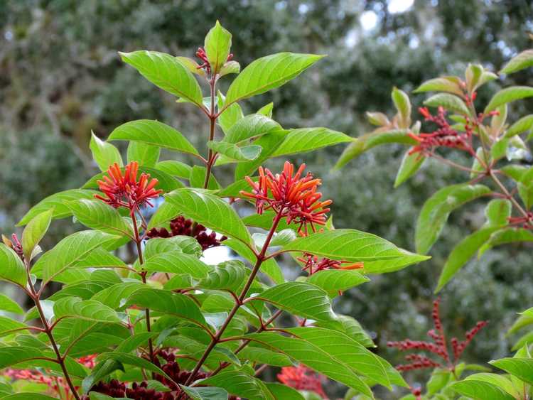 You are currently viewing Guide des engrais Firebush : de quelle quantité d'engrais un Firebush a-t-il besoin