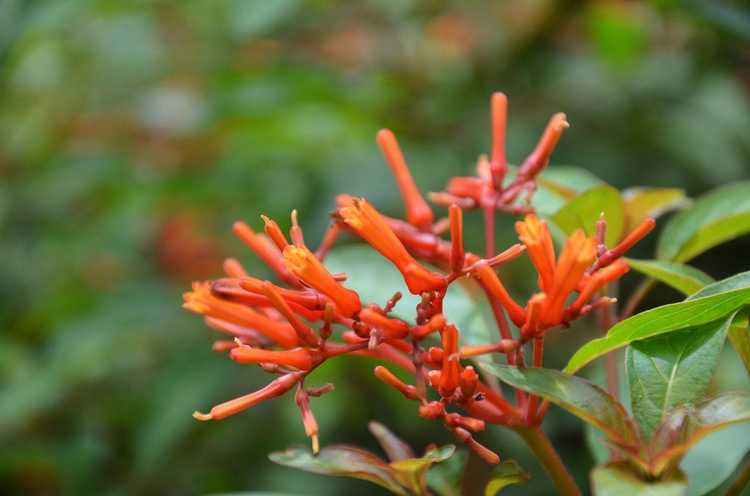 You are currently viewing Informations sur Firebush – Comment faire pousser des plantes Hamelia Firebush