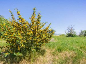 Lire la suite à propos de l’article Entretien des buissons de flanelle – Comment faire pousser une plante de buisson de flanelle