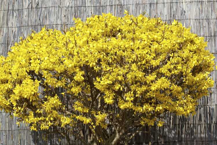 You are currently viewing Variétés de Forsythia : quelles sont les variétés courantes de Forsythia Bush