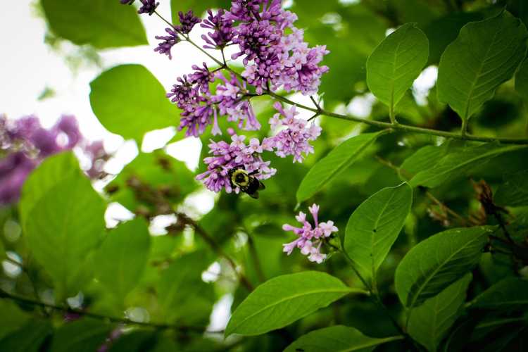 You are currently viewing Propagation de buissons de lilas : cultiver du lilas à partir de boutures