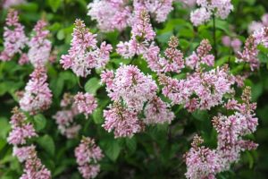 Lire la suite à propos de l’article Engrais pour plantes lilas : découvrez comment et quand nourrir un buisson de lilas