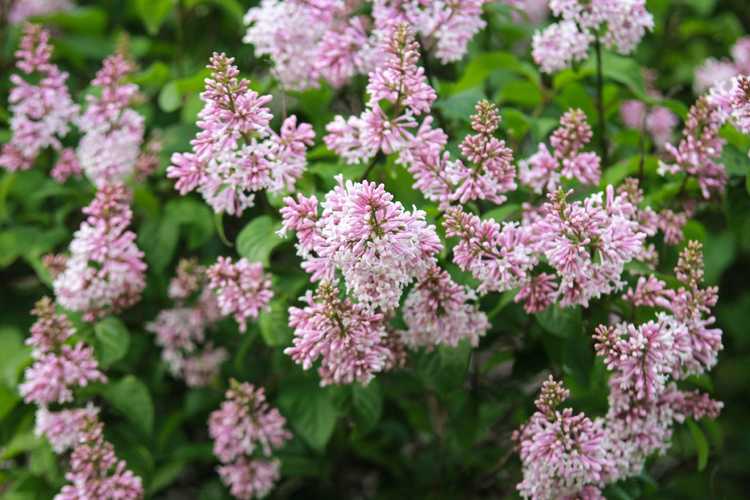 You are currently viewing Engrais pour plantes lilas : découvrez comment et quand nourrir un buisson de lilas