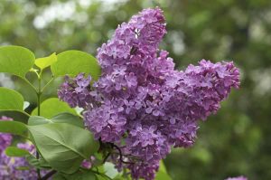 Lire la suite à propos de l’article Lilac Care – Cultiver et planter des plantes de lilas