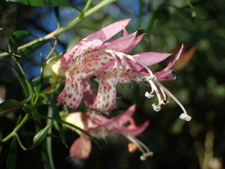 You are currently viewing Entretien des plantes d'émeu : conseils sur la culture des buissons d'émeu