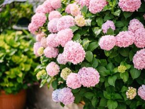 Lire la suite à propos de l’article Variétés d'hortensias roses: comment choisir un buisson d'hortensias roses pour votre jardin