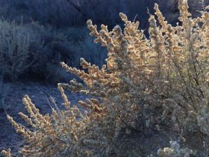 Lire la suite à propos de l’article Qu'est-ce que le Saltbush à quatre ailes – Caractéristiques du Saltbush à quatre ailes