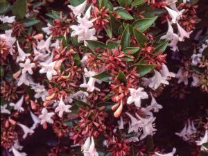 Lire la suite à propos de l’article Planter des buissons d'Abelia – Conseils pour cultiver et entretenir les plantes d'Abelia