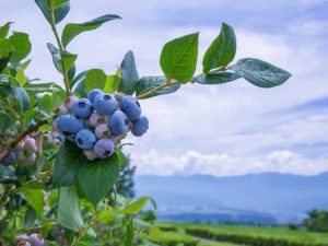 Lire la suite à propos de l’article Myrtille hybride mi-haute – Cultiver des plants de myrtilles mi-hautes