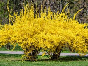 Lire la suite à propos de l’article Raisons pour lesquelles un forsythia ne fleurira pas