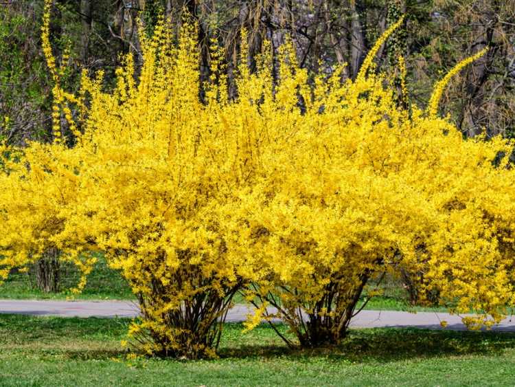 You are currently viewing Raisons pour lesquelles un forsythia ne fleurira pas