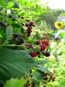 Lire la suite à propos de l’article Plantes compagnes de mûres: que planter avec des buissons de mûres