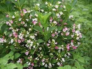 Lire la suite à propos de l’article Puis-je transplanter des buissons de Weigela : déplacer des plantes de Weigela dans le paysage