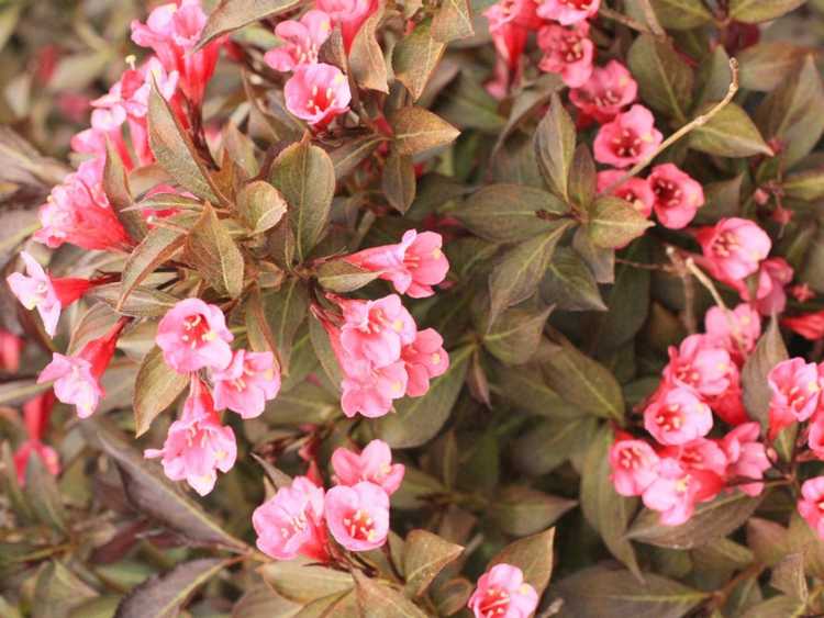 You are currently viewing Tailler Weigela – Conseils pour la taille des buissons Weigela